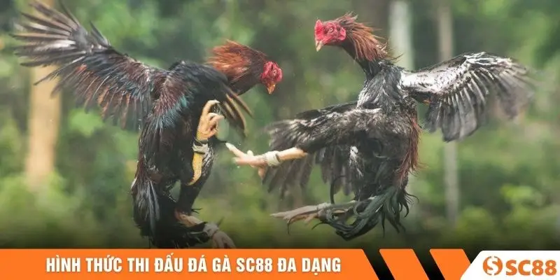 Hình thức thi đấu đá gà SC88 đa dạng